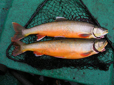 新鲜鱼水平指导投掷闲暇字符死亡食物摄影动物活动图片