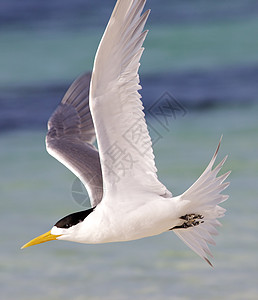 赤骨三月鸟类野生动物账单羽毛海洋生活计费燕鸥波峰动物图片