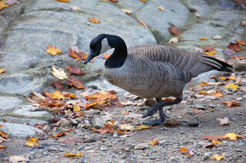 加拿大 Gesese水禽黑色羽毛白色岩石野生动物荒野鸭子图片