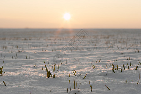 简单生活雪生活谷物日落小麦太阳草地农村地面国家农场背景