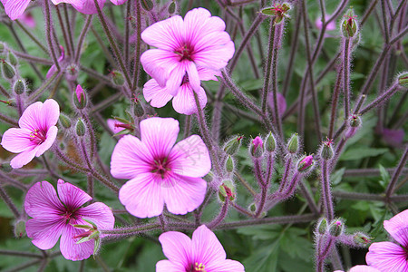 紫色鲜花植物红色花朵花园图片
