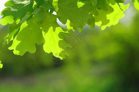 树叶生态背景框架卡片公园墙纸生长太阳宏观晴天图片
