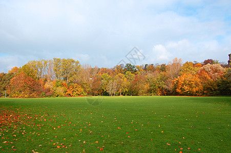 一片树叶秋天森林 无蓝蓝天空多云草原公园蓝色叶子树木绿色木头树叶背景