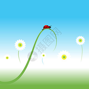 春底Ladybug 弹簧背景环境甘菊花园天空甲虫阳光瓢虫生活植物季节图片