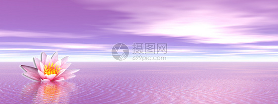 紫紫海中的莉莉花朵叶子树叶反射天空池塘睡莲冥想精神海洋百合图片