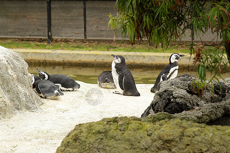 动物园中的企鹅黑色燕尾服野生动物白色生活团体荒野岩石图片