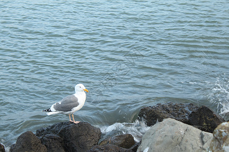 海浪海鸥岩石上的海鸥石榴生活荒野翅膀羽毛海浪海洋蓝色波浪海岸线背景