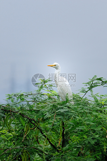 帕利卡拉纳奈苍鹭白鹭草地热带支撑动物群潮汐沼泽旅游环境图片