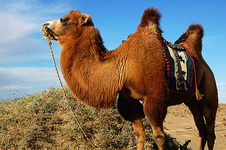 沙漠中的骆驼旅游荒野哺乳动物野生动物农业沙丘旅行寂寞毯子蓝色图片