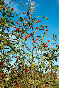 红秋秋樱桃图片