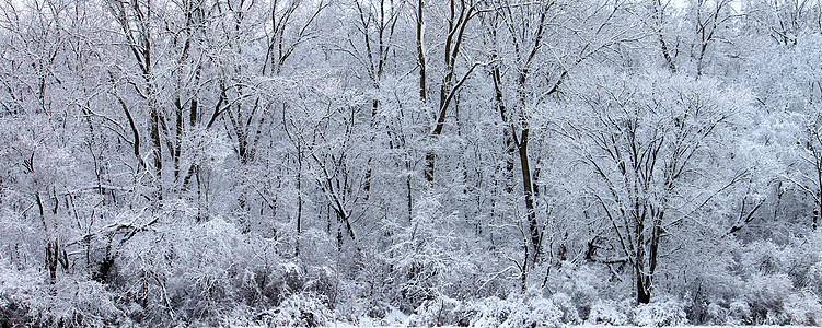 冬季奇幻乐园  伊利诺斯州仙境森林降雪公园林地植被树木针叶树全景松树图片