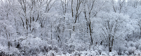 冬季奇幻乐园  伊利诺斯州仙境森林降雪公园林地植被树木针叶树全景松树图片