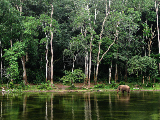 在靠近树木的池塘中大象     刚果地点图片