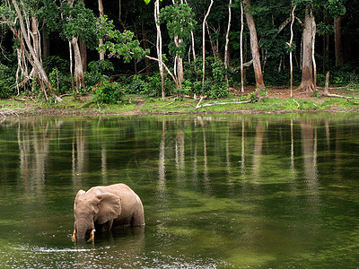 池塘大象     刚果地点图片
