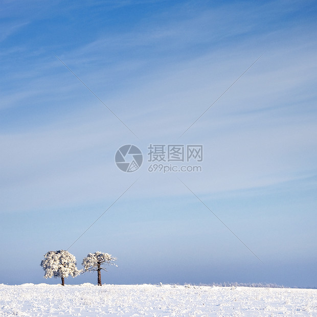 在寒冷的树上和在雪中与蓝天相对的风景下荒野寒意雪景天空场景季节农村木头冻结降雪图片