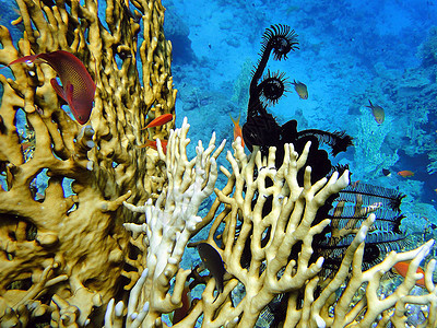 水下现场红色珊瑚图片