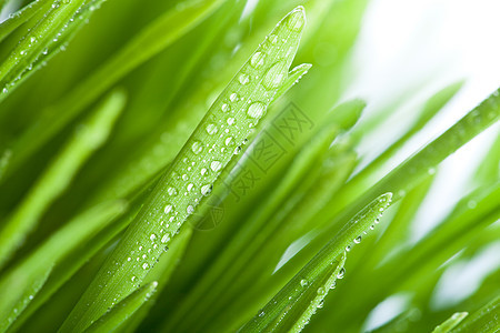 湿草生态植物群淋浴场地季节草地叶子水滴水分花园图片