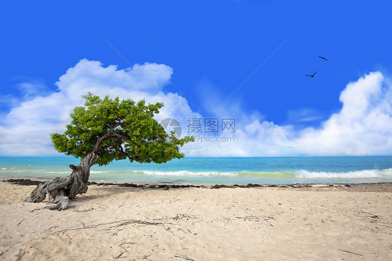 迪维树蓝色天堂鹰滩手掌热带假期海岸线海景海岸阳光图片