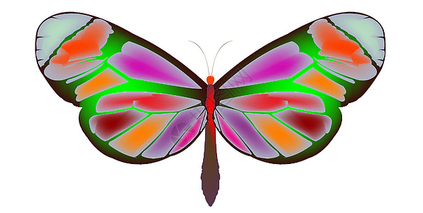 蝴蝶 3反射蓝色君主自由环境翅膀野生动物条纹橙子昆虫图片