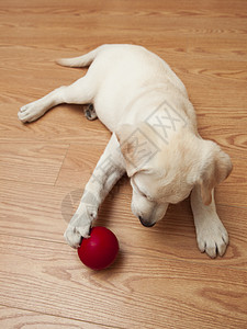 拉布拉多狗玩游戏动物宠物婴儿犬类奶油哺乳动物猎犬朋友说谎玩具图片