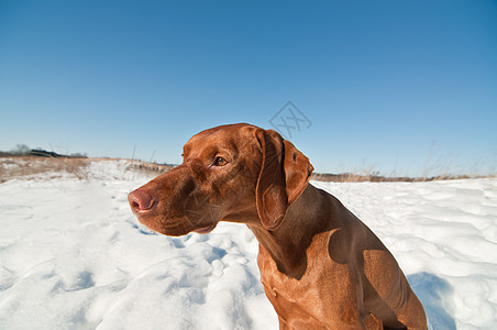 Vizsla Dog坐在雪地冬田里照片指针场地水平棕色犬类哺乳动物宠物图片