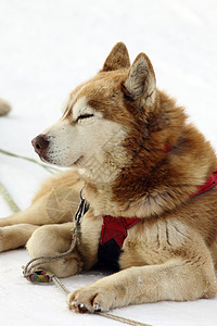 西比亚哈斯基宠物朋友毛皮白色雪橇哺乳动物运动犬类动物团队图片