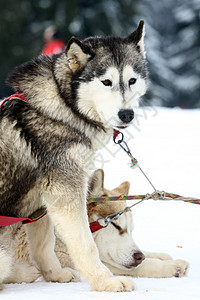 西比亚哈斯基毛皮哺乳动物团队朋友雪橇白色运动动物犬类宠物图片