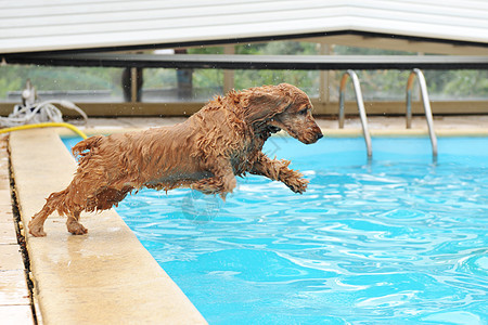 游泳斗鸡棕色猎犬动物犬类蓝色玩具宠物游泳池跳跃图片