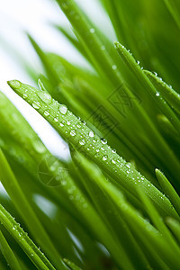 绿绿草淋浴水分叶子季节环境植物群燕麦水滴草地花园图片