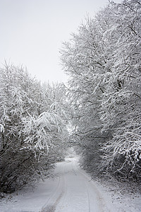 冬季风景运动阳光脚印场景荒野气候季节游客松树小路图片