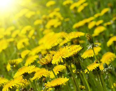 dandelion 字段太阳蓝色花朵植物农业土地生长杂草场景季节图片