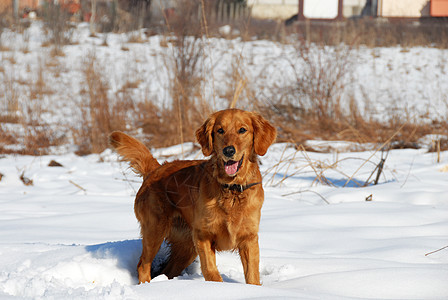 冬季公园的狗狗图片