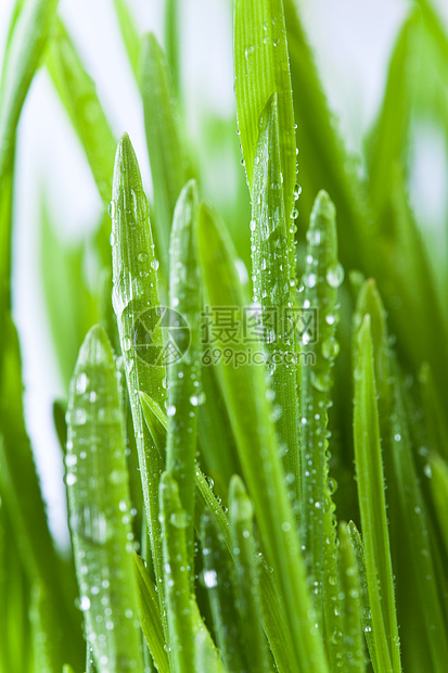 绿绿草场地草地季节植物群生态液体生长宏观水滴花园图片