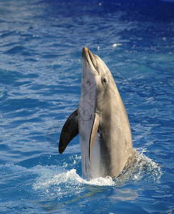 瓶鼻海豚鲸鱼水池游泳海洋蓝色野生动物乐趣脚蹼生物荒野图片
