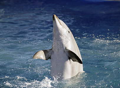 瓶鼻海豚鲸鱼瓶子哺乳动物水族馆野生动物生活世界海洋游泳夫妻图片