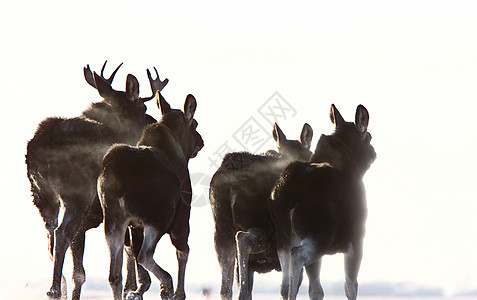 萨斯喀彻温季节动物鹿角麋鹿荒野车辙哺乳动物游戏野生动物男性图片