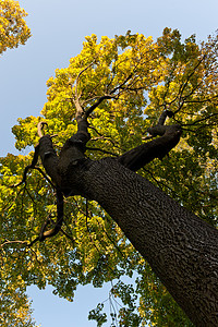 大秋树森林环境天空红杉植物树林树干绿色摄影叶子背景图片