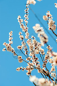 树枝的光露花瓣生活白色季节粉色花粉绿色天空宏观红色图片