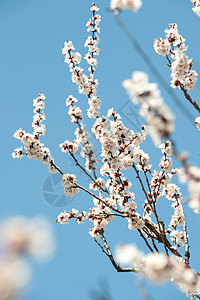 树枝的光露天空季节绿色白色蓝色活力粉色宏观植物花瓣图片