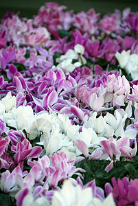 在悉尼花园的花朵风景环境生长植物群草本植物园艺紫色花园场地植物图片
