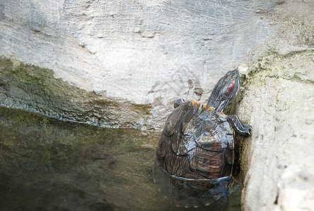 海龟石头脖子动物宠物脊椎动物动物园绿色岛屿耐力岩石图片