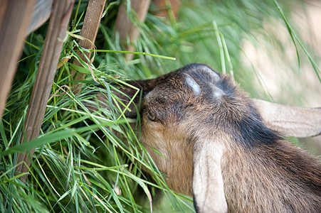 山羊吃草绿色哺乳动物马槽脊椎动物羊毛小山羊农场家畜动物白色图片