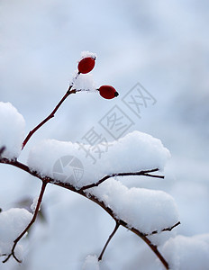 在雪雪中浆果图片