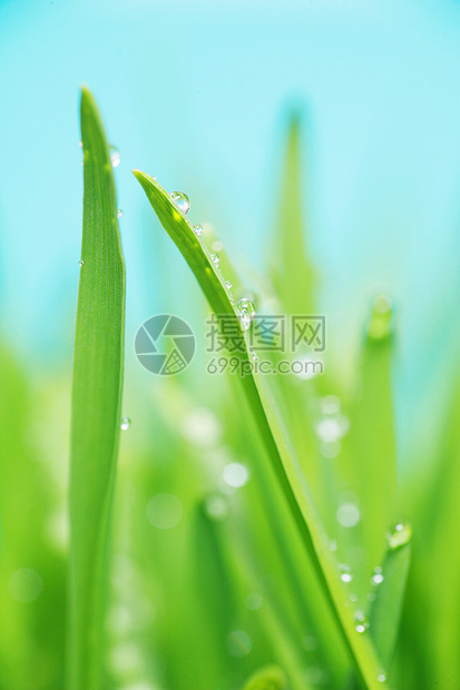 青绿新绿草宏观草地地面花园风景国家高尔夫球生态植物蓝色图片