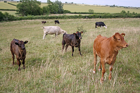 田里的牛牛放牧图片