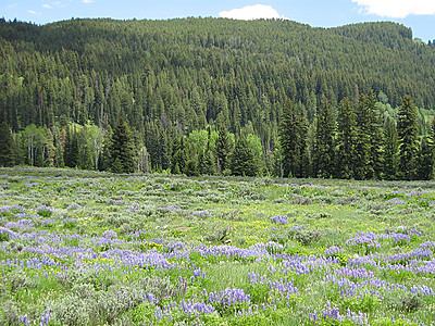 山地鲜花公园植物群季节植物风景野花国家植物学绿地花瓣图片
