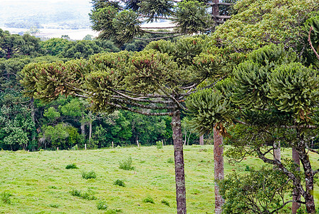 青松树濒危力量生物学森林林业松树荒野多样性沙枣石头图片