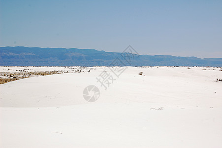 白沙植物白色植物群叶子背景图片