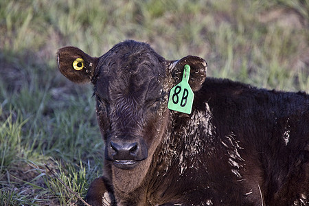 Cow Calf 新出生的加拿大图片