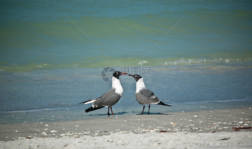 在佛罗里达海滩上欢笑口号水平鸟类海湾海岸照片水鸟贝壳海鸥海洋野生动物图片